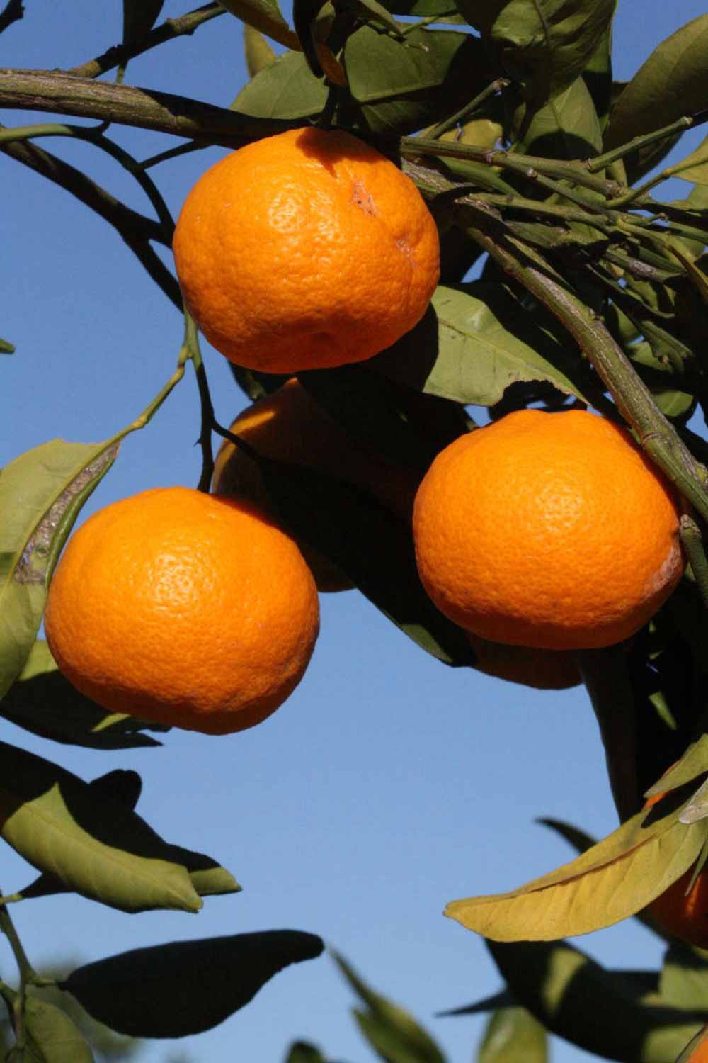              Fruit (Riverside, CA)       